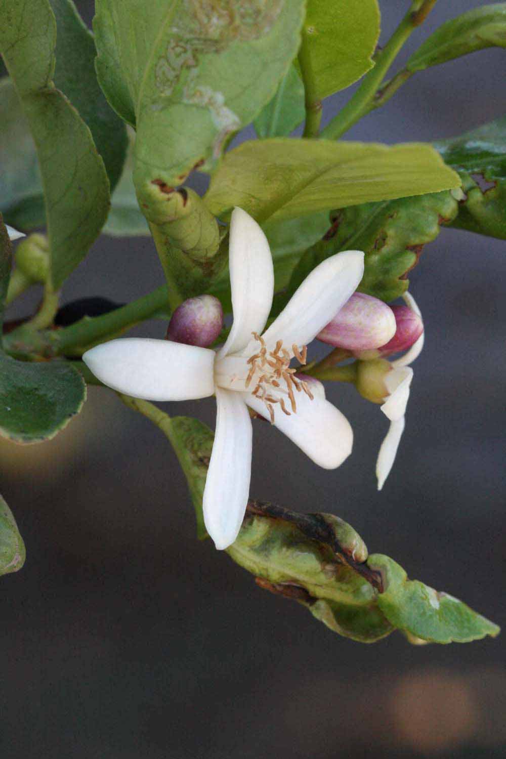              Flower (Riverside, CA)       